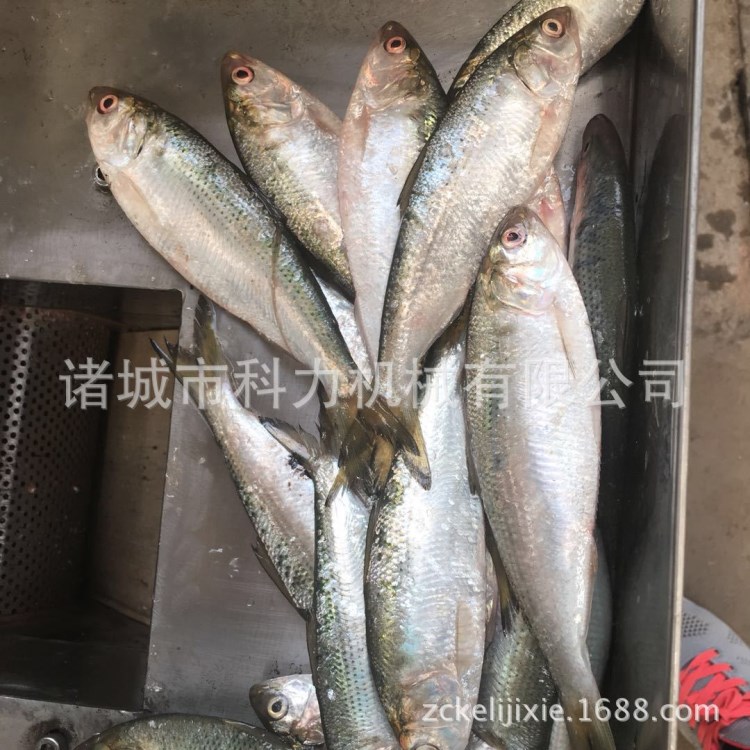 科力魚肉采肉機 魚肉絞肉機魚肉提取機價格d