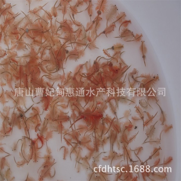 精品冷凍豐年蟲（豐年蝦、鹵蟲），水產(chǎn)養(yǎng)殖生物餌料