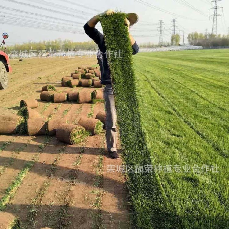 球場(chǎng)公園綠化草坪基地直銷四季青草坪百慕大混播草坪價(jià)格