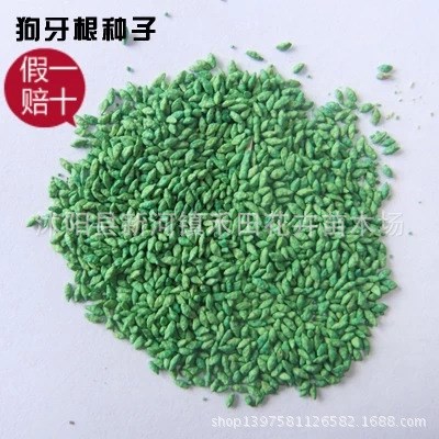 新品狗牙根草種子 百慕大種子 高爾夫球場(chǎng)專用低矮耐踐踏草坪種子