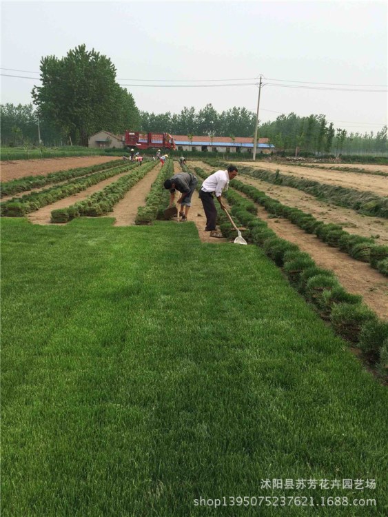 草坪草皮 帶土草坪 馬尼拉 天堂草 果嶺草 四季青草坪 耐踏矮化