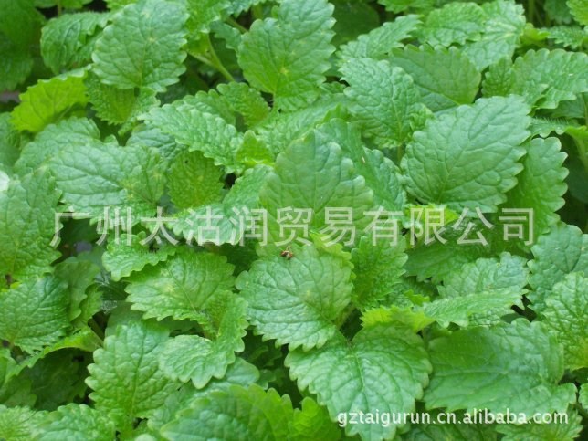 供應(yīng)法國香蜂草精油melissa oil(lemon balm oil)France