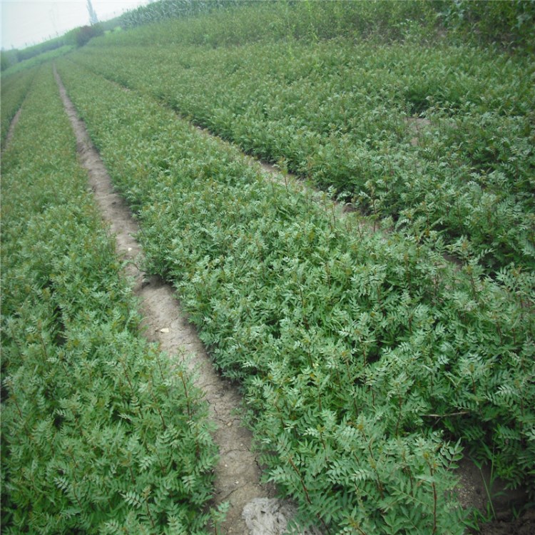 批發(fā)花椒苗 花椒芽苗 花椒小苗 帶土發(fā)貨送種植技術(shù)光盤