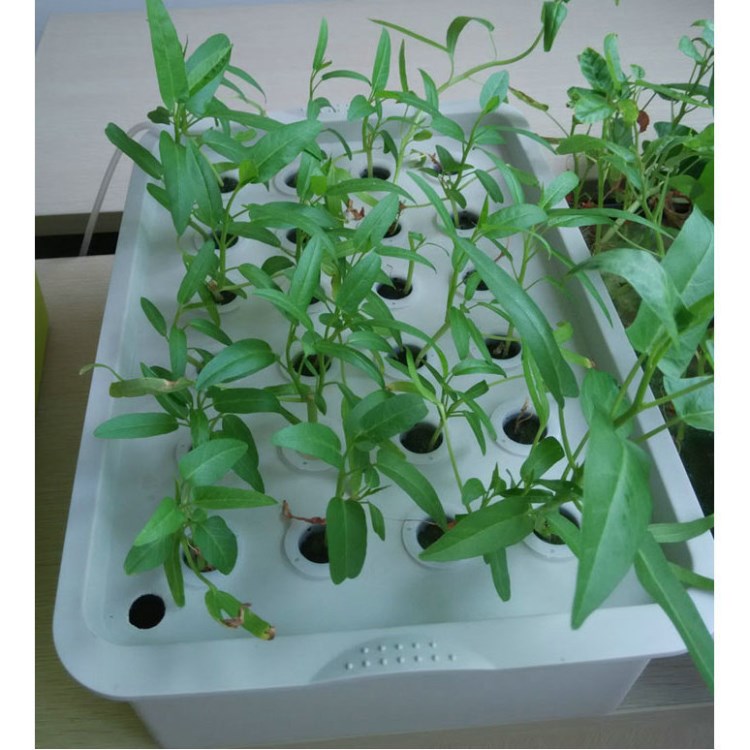 家用静态水培育苗箱阳台种菜水培箱无土栽培种植箱水培植物箱