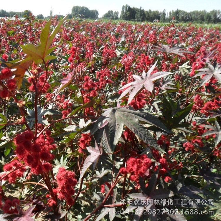 批發(fā)觀賞彩葉草花紅葉蓖麻種子 株型美觀花果奇特 量多優(yōu)惠