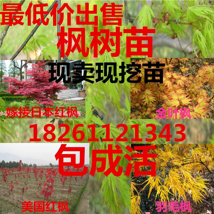 批發(fā) 羽毛楓小苗 金葉楓樹苗 日本紅楓苗 美國紅楓 紅舞姬 嫁接苗