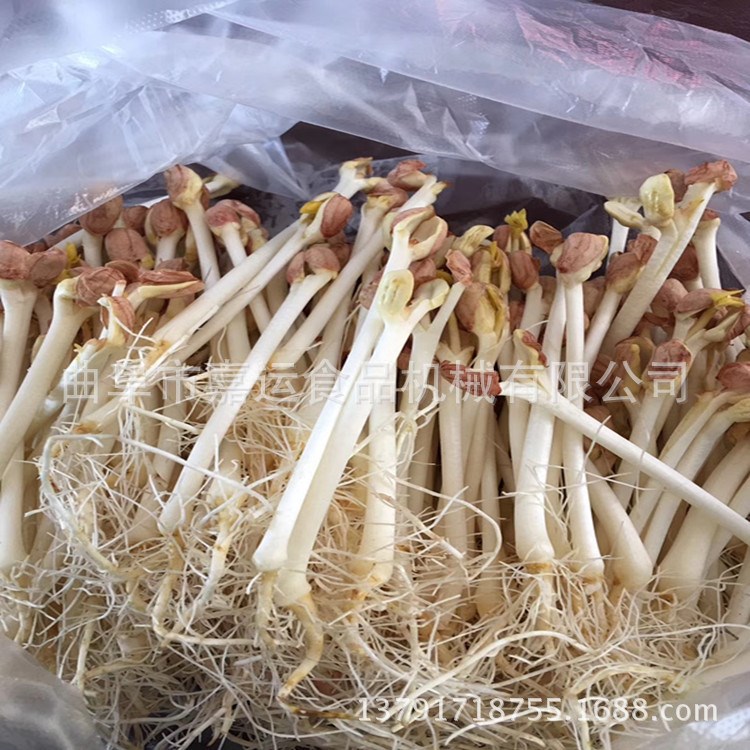 生豆芽的機器價格 全自動芽苗機 芽菜機 花生芽機生產廠家