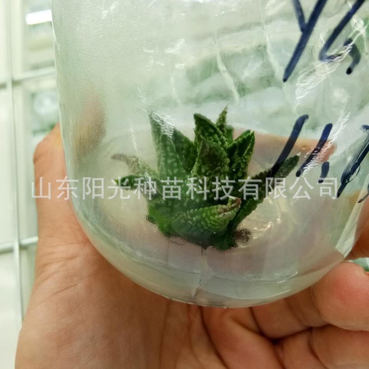 濟(jì)寧廠家組培初霜玉露 姬玉露 綠植盆景蘆薈科來(lái)樣組培可批發(fā)