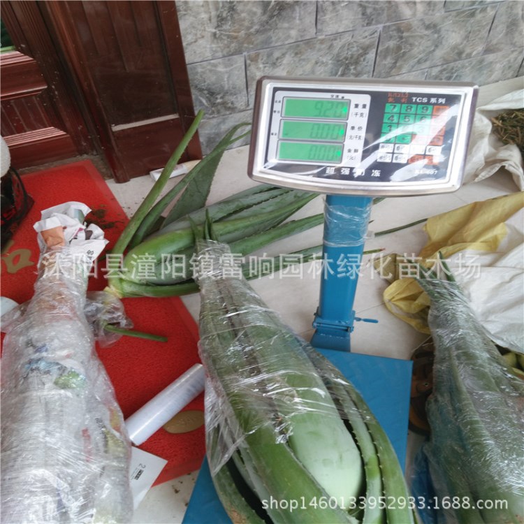 批發(fā)大蘆薈 美國(guó)庫(kù)拉索蘆薈苗 美容 食用  有機(jī)蘆薈20斤左右