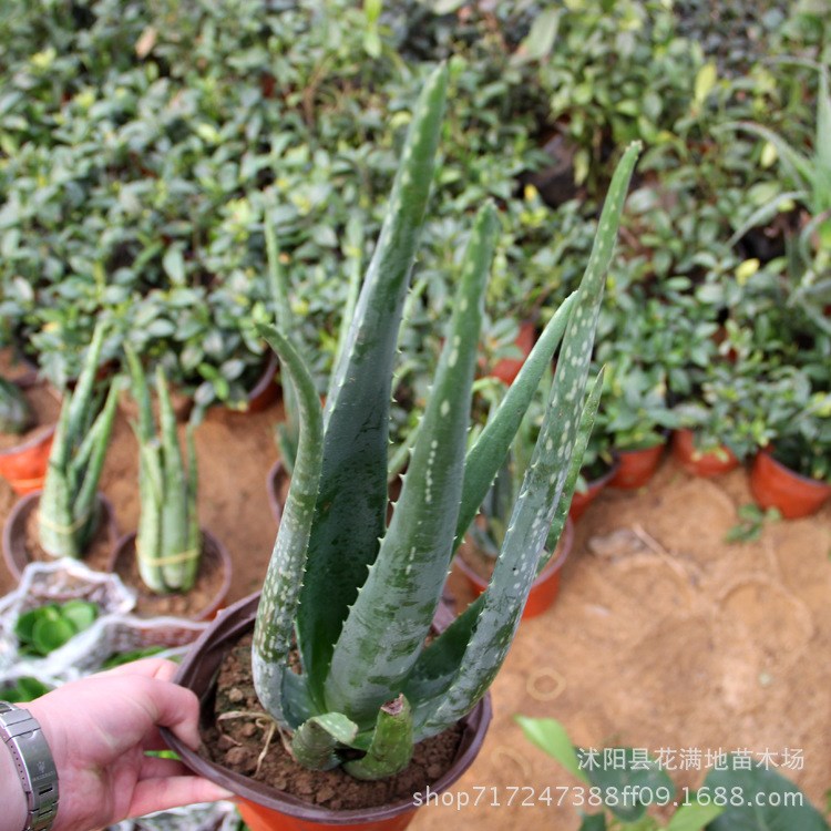 批发美国库拉索芦荟 翠叶芦荟 室内盆栽库拉索芦荟多肉植物芦荟苗