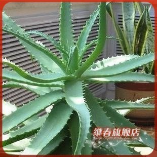 盆栽花卉推薦【木立蘆薈】又稱木劍蘆薈.被視為民間藥草