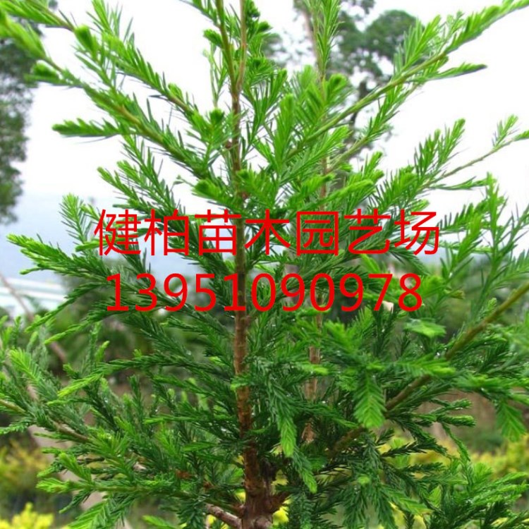 供應(yīng)喬木柳杉綠化植物 各種規(guī)格 量大優(yōu)惠