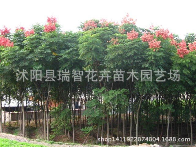 工程绿化苗木 栾树苗 栾树树苗 黄山栾苗 北京栾苗 绿化行道树木