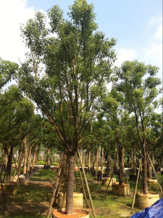 批發(fā)采購香樟 全冠移植香樟 香樟袋苗  湖南香樟苗木 香樟樹