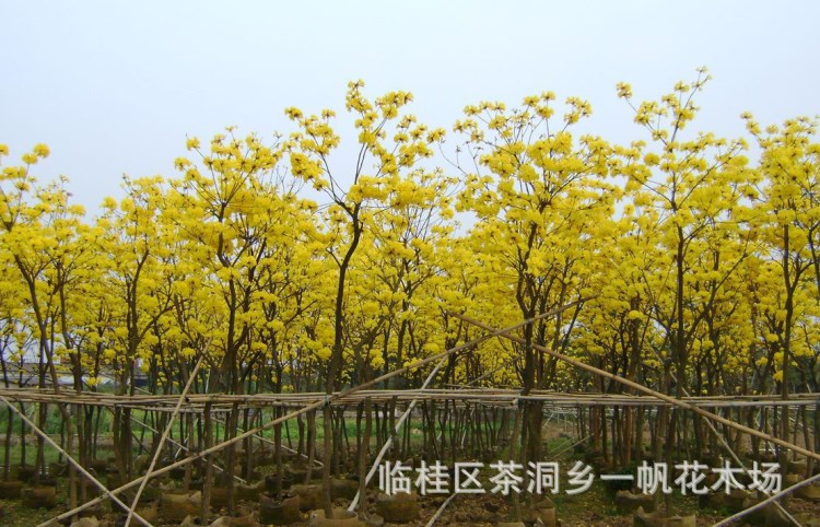 白蜡丁香榕树黄葛树小叶榕橡皮树菩提树木荷瓜栗发财树喜树灯台树