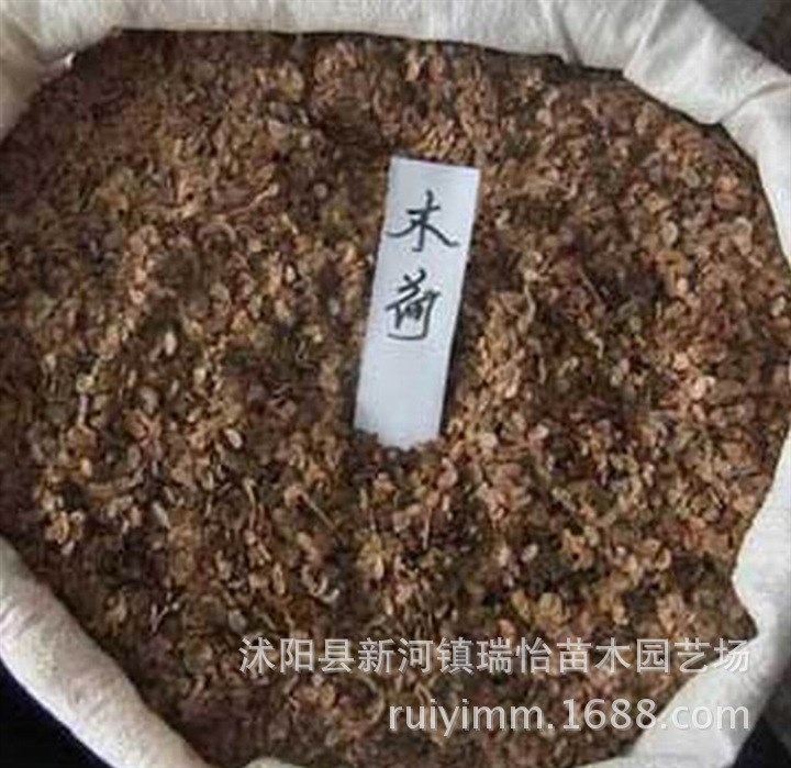 苗圃大量供應(yīng)高品質(zhì)木荷葉子 木荷綠化苗木種子 新采木荷林木種子