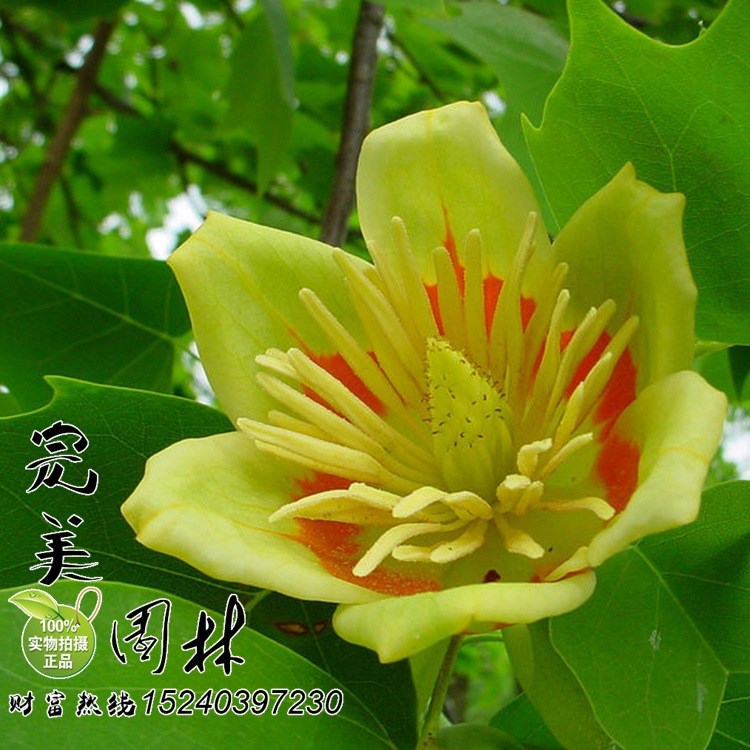 大量供應(yīng)園林綠化北美鵝掌楸馬褂木