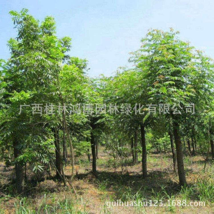 供應(yīng)馬褂木 截桿馬褂木 馬褂木景觀樹 可做庭院布置