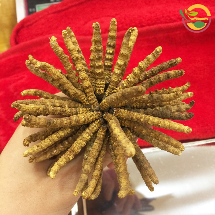 【康滋源】批發(fā)西藏冬蟲夏草藏草3000條精選3根/克無穿簽斷草