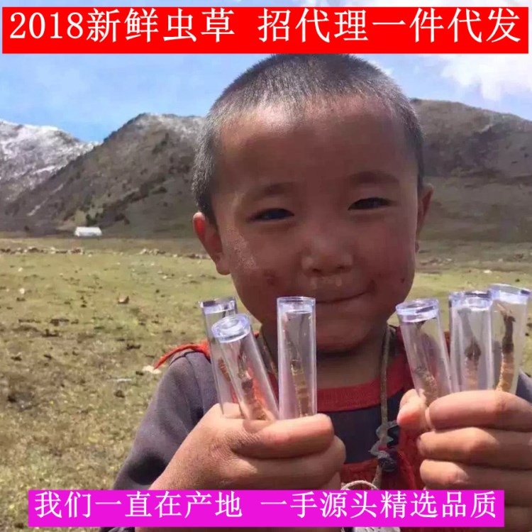 2018西藏那曲冬蟲夏草批發新草2000條1克4根各規格