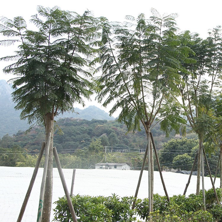 批發(fā) 工程綠化藍(lán)花楹  基地直銷 園林植物環(huán)保樹 觀賞花木