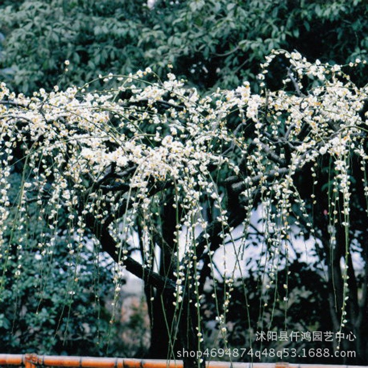 基地供應(yīng)梅花苗 垂梅小苗  園林綠化苗木批發(fā) 量大優(yōu)惠