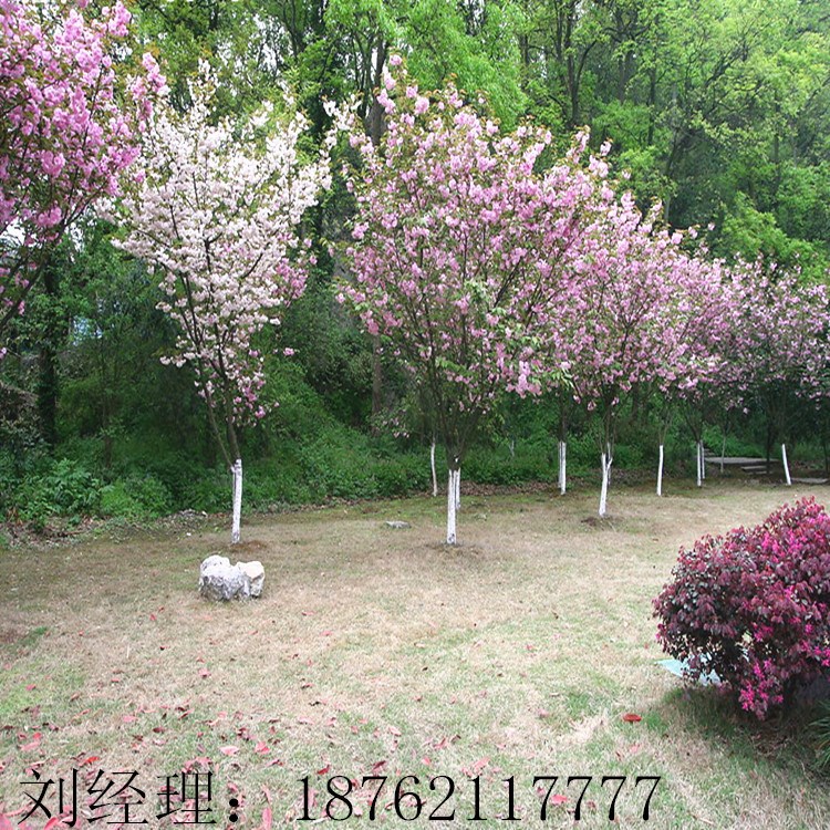 供應(yīng)櫻花 3-4-5-6公分  20量  彩色花卉 綠化苗木供應(yīng)商