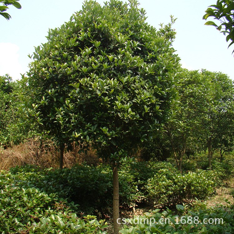 批發(fā)四季桂 湖南月月開花四季桂花小樹苗 樹形優(yōu)美 綠化苗木價(jià)格