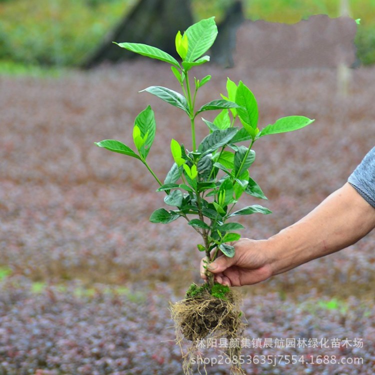 批發(fā)綠化苗木大葉梔子花 別墅庭院小區(qū)種植盆栽花卉 量大優(yōu)惠