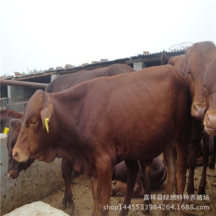 肉牛养殖 鲁西黄牛养殖技术指导 肉牛养殖基地