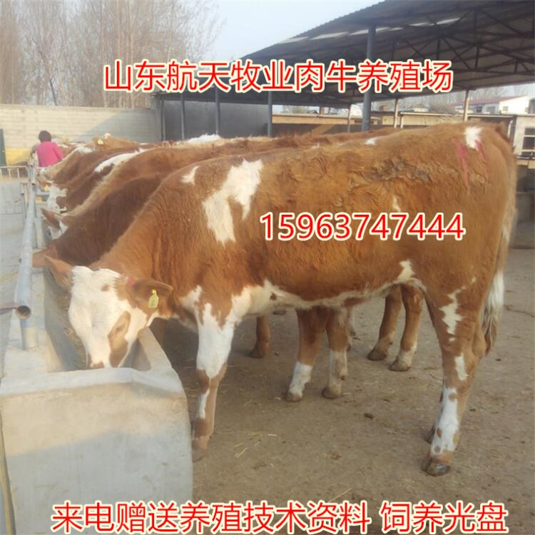 西門塔爾肉牛行情_今日小黃牛犢價(jià)格_養(yǎng)牛場架子牛出售