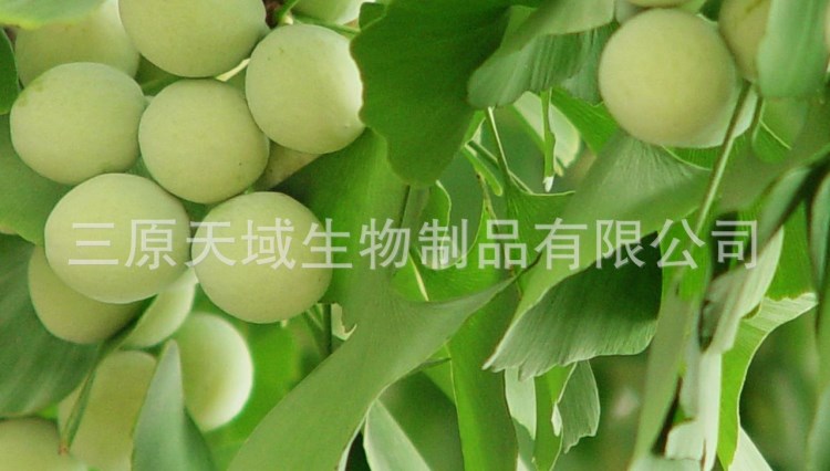 大量供應白果提取物(圖)