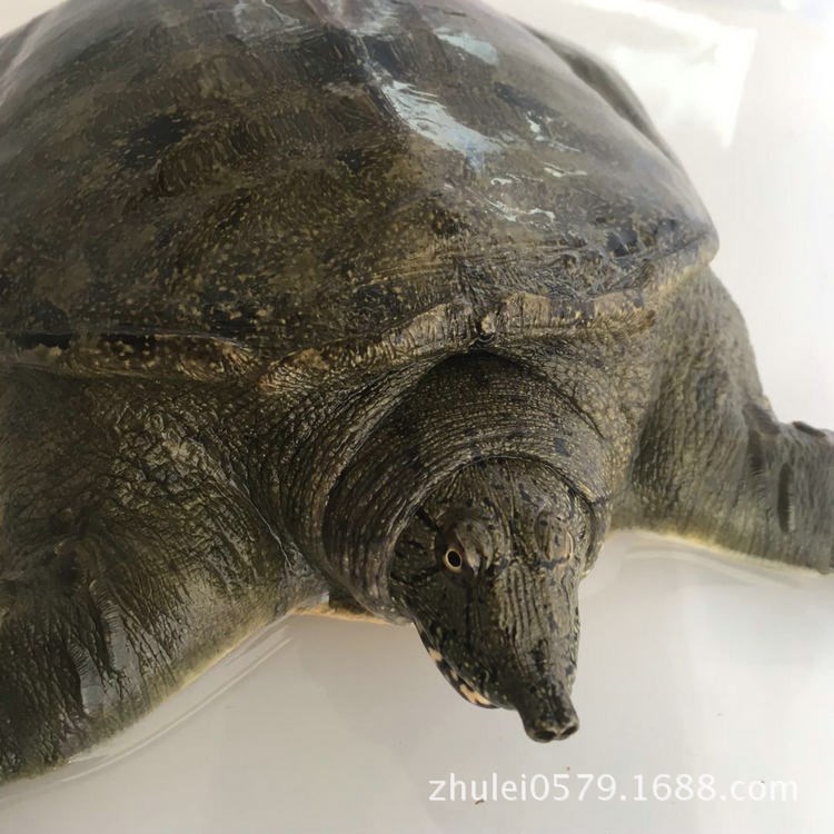 菜花甲魚野生老鱉黑花甲魚黑板中華鱉野生甲魚水魚團魚批發