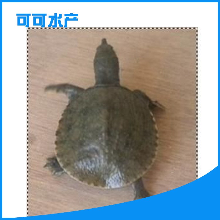 甲魚苗優(yōu)選 廣州中華甲魚苗 生態(tài)甲魚苗中華鱉苗 1元起批