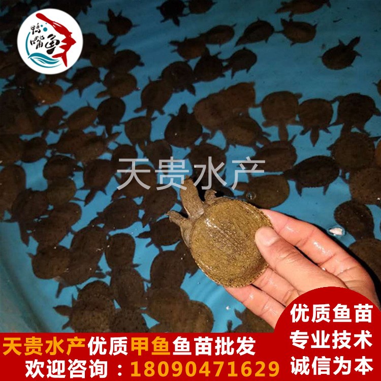 養(yǎng)殖場供應(yīng)小甲魚苗中華鱉苗日本鱉苗草龜苗天貴水產(chǎn)量大從優(yōu)