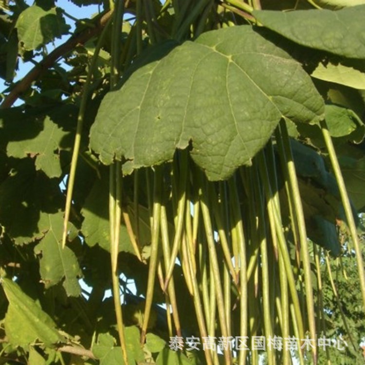 苗圃直銷楸樹苗 萌芽率高無蟲害易管理楸樹苗 價格合理