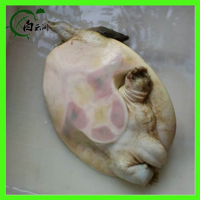 白云湖   鮮活生態 甲魚/中華鱉 水魚 高品質直銷批發 1000G