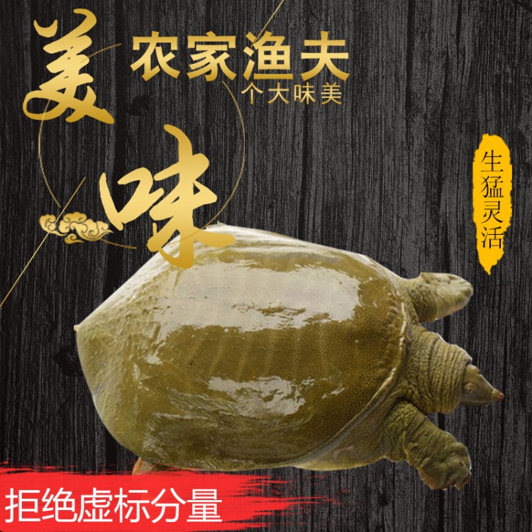 3年野生生態(tài)甲魚750克鮮活中華鱉2.5-2.8斤 有機水魚八團魚鮮美