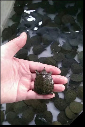 大量中華鱉（甲魚）甲魚批發(fā)   基地直供  全國配送  成活率有保