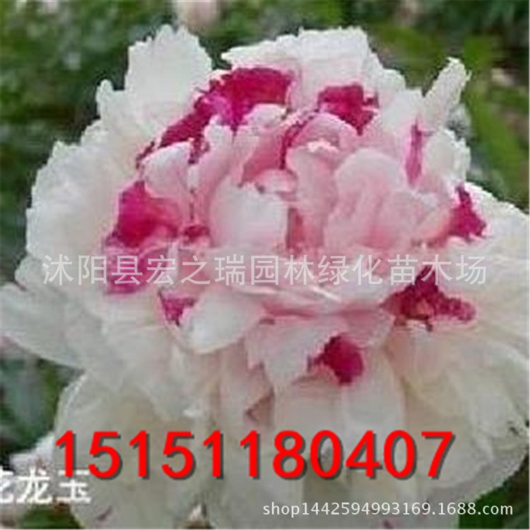 菏澤牡丹花苗 盆栽牡丹苗 五花瓏玉 牡丹花苗 洛陽(yáng)牡丹花苗