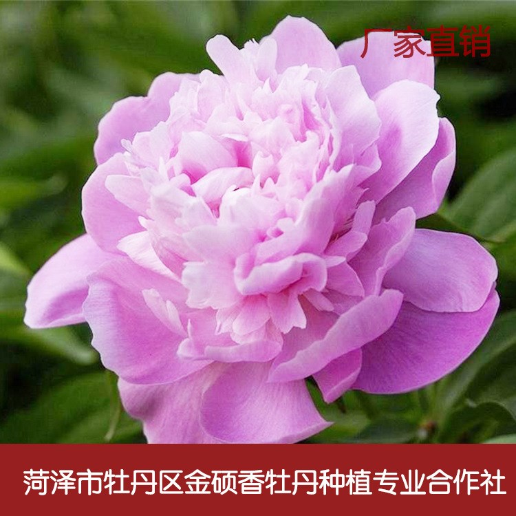 牡丹花苗洛陽牡丹苗菏澤牡丹苗牡丹 當(dāng)年開花