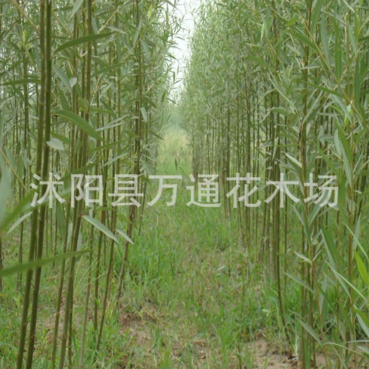 苗圃直供垂柳小苗 綠化小苗 大喬木 造型新穎 小苗 河邊路旁