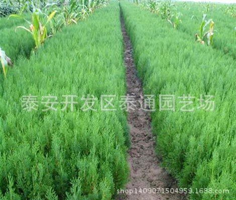 低价批发绿化柏树小苗 定制景观侧柏 50-2米高侧柏大量出售