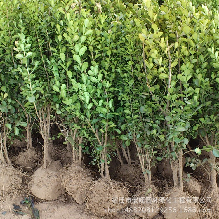 常綠植物大葉黃楊苗批發(fā) 冬青庭院綠籬 工程綠化北海道黃楊小苗