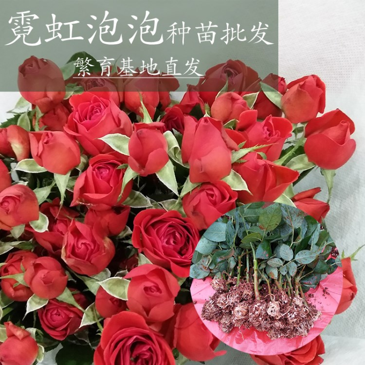 昆明斗南基地供應(yīng)鮮切花霓虹泡泡玫瑰種苗多頭深紅色薔薇扦插苗