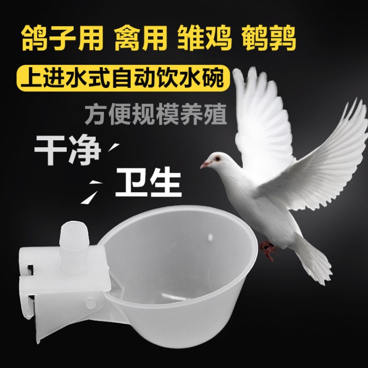 華畜鴿子飲水器 喂水器自動(dòng)飲水器飲水碗水杯鴿子用品用具鳥(niǎo)水槽