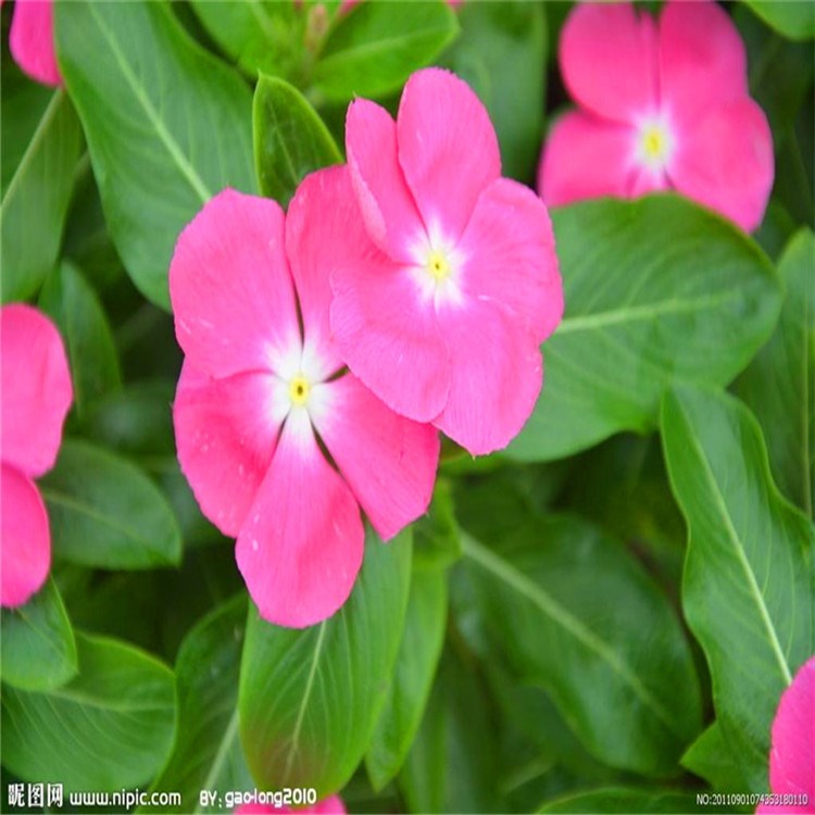 長春花（天天開）山東青州大量批發(fā)棵大艷麗長春花