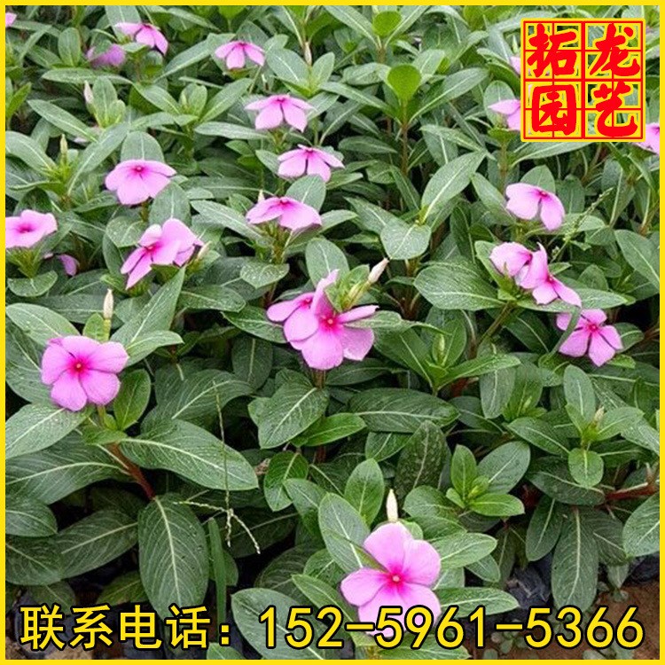 長(zhǎng)春花價(jià)格 長(zhǎng)春花基地直銷 大量供應(yīng) 盆栽地栽批發(fā)