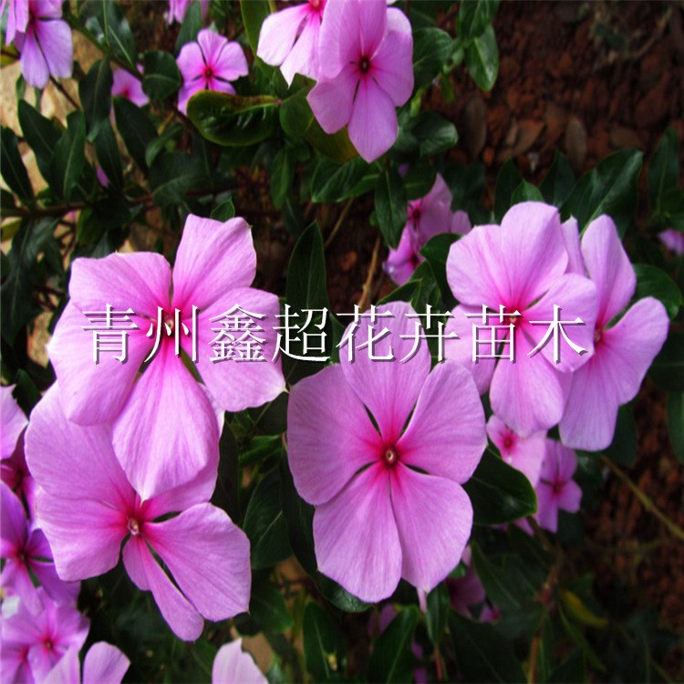 長(zhǎng)春花 時(shí)令草花天天開 長(zhǎng)春花報(bào)價(jià) 日日新花卉批發(fā)基地