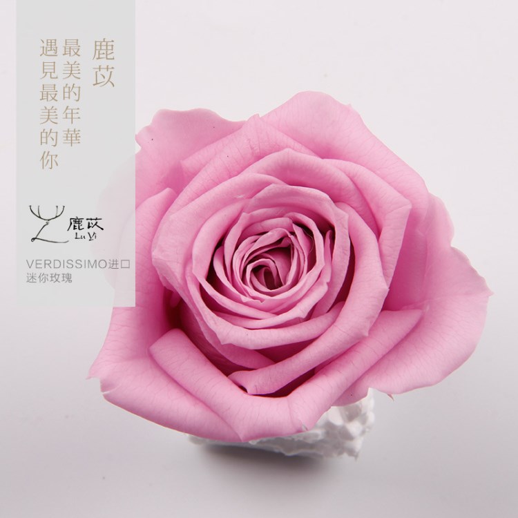 批發(fā)Verdissimo永生花迷你玫瑰VD565直徑3.5-4.5厘米每盒9朵